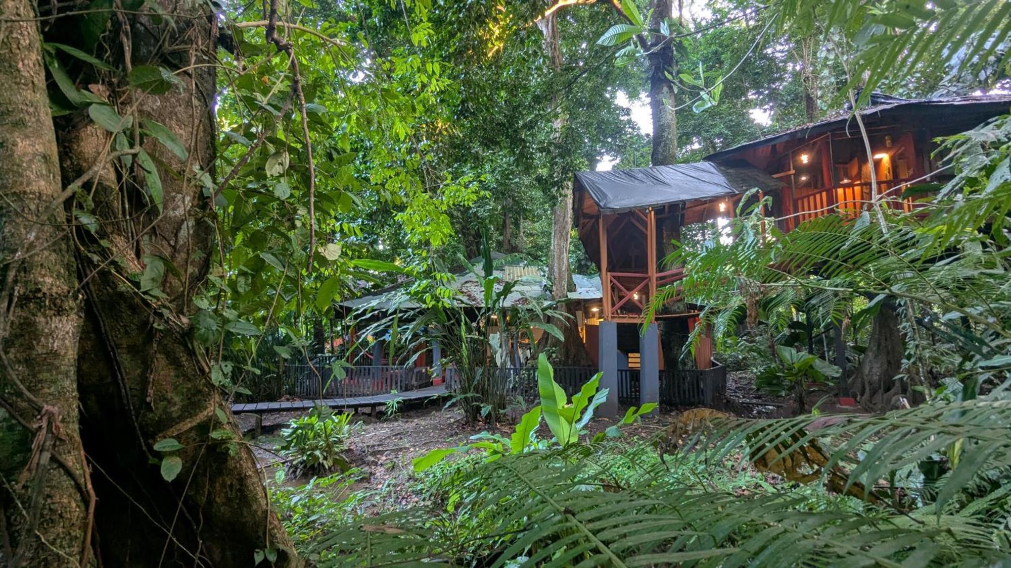 Tree House Beachfront Lodge Puerto Viejo de Talamanca Eksteriør billede